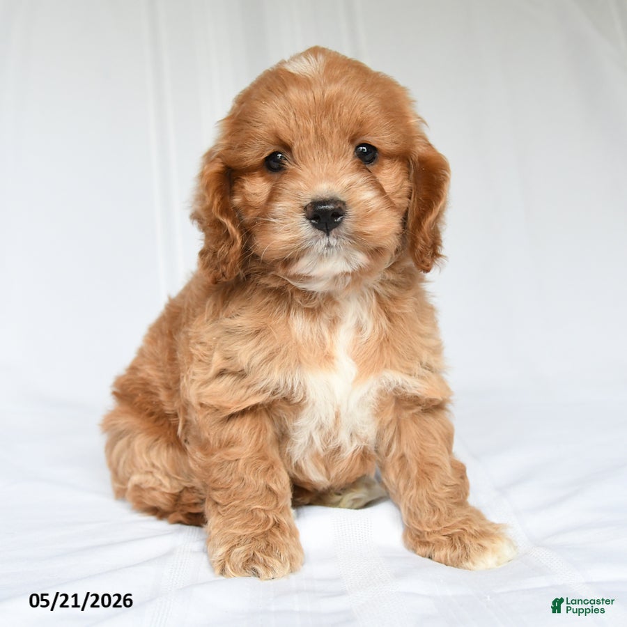 Cockapoo dogs Jesse - Ad 2