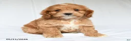 Cockapoo dogs for sale: Jesse - Ad 2