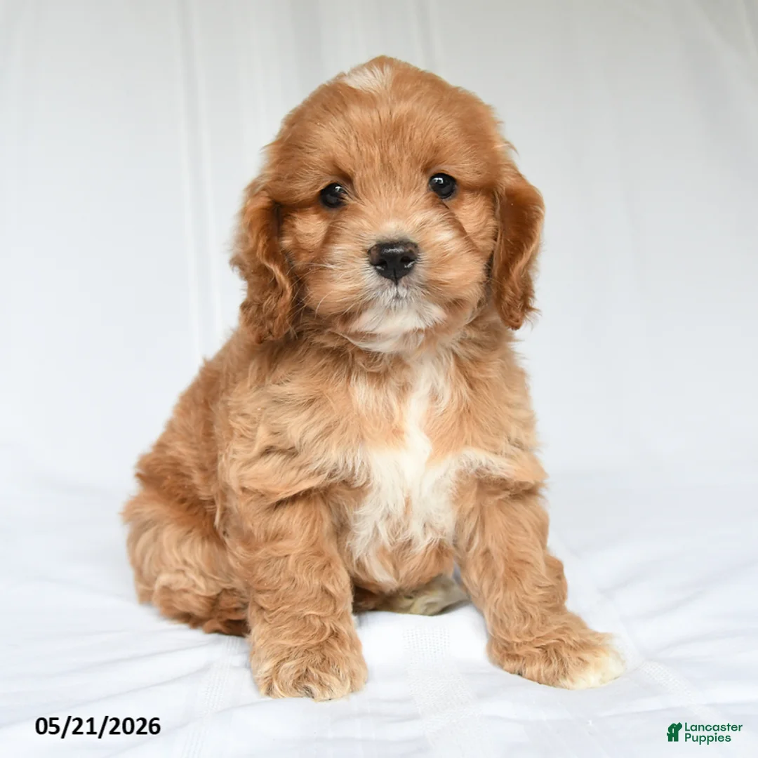 Cockapoo dogs for sale: Jesse - Ad 2