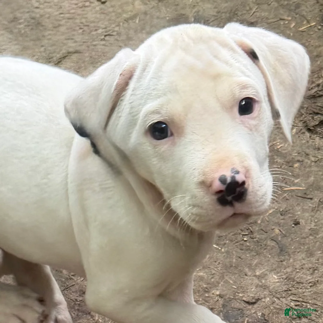 Mixed Breed dogs for sale: Charms - Ad 2