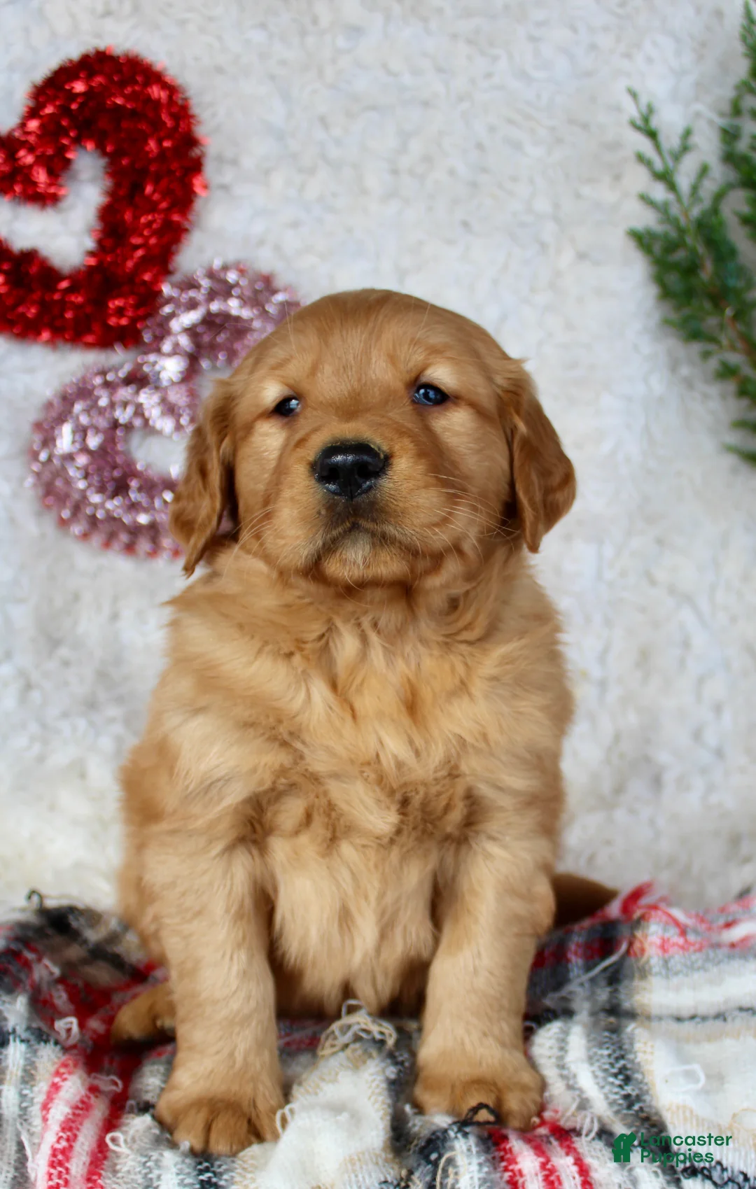 Golden Retriever dogs for sale: Golden Retriever Puppy Male 1 - Ad 1