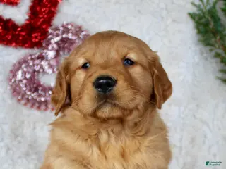 Golden Retriever dogs Golden Retriever Puppy Male 1 - Ad 2