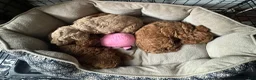 Mini Goldendoodle dogs for sale: Scarlett - Ad 9