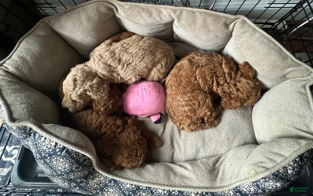 Mini Goldendoodle dogs for sale: Scarlett - Ad 9