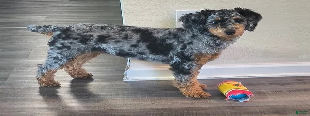 Pebbles 