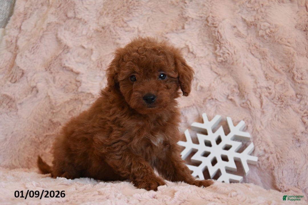 Mini Goldendoodle dogs for sale: Dixie - Ad 1