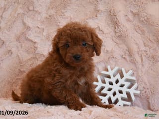 Mini Goldendoodle dogs Dixie - Ad 17
