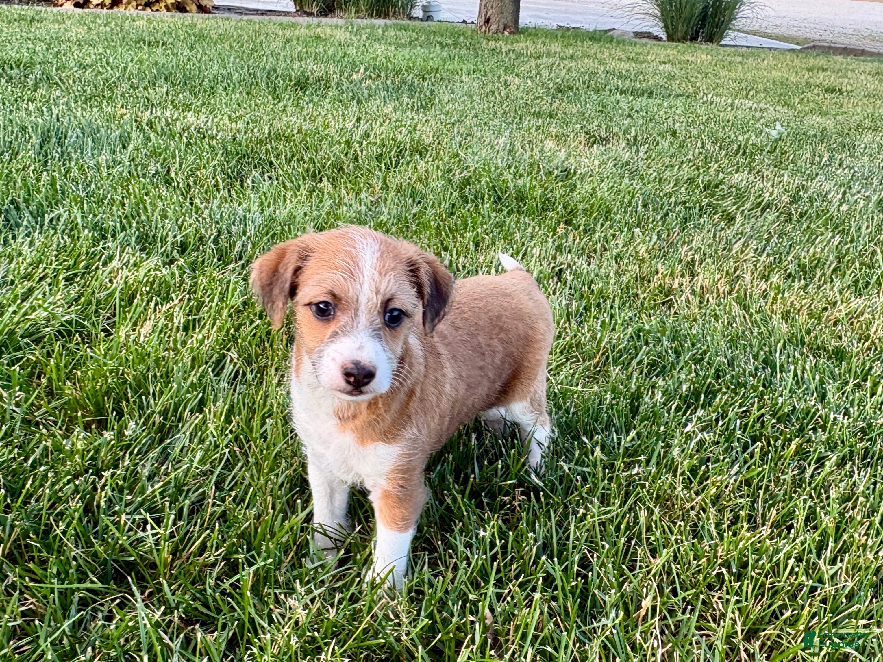 Mixed Breed dogs Italian greyhound/Havanese Cade  - Ad 1