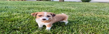 Italian greyhound/Havanese Cade 