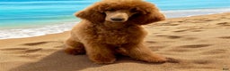 Standard Poodle dogs for sale: Standard Poodle Puppy 2 - Ad 2