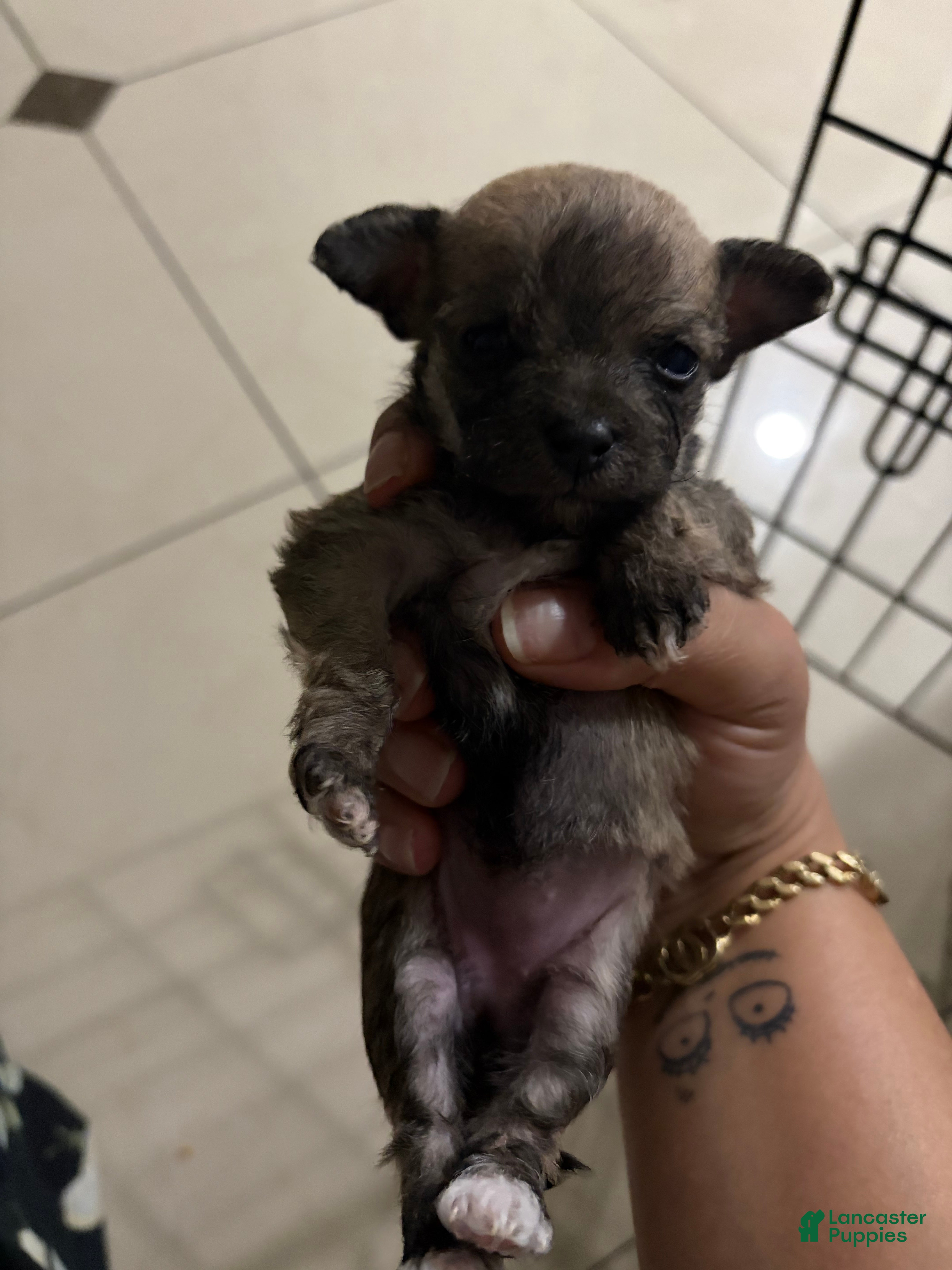 Chorkie dogs Chorkie 2 - Ad 42