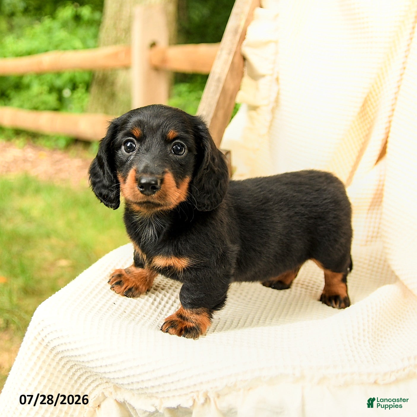 Miniature Dachshund dogs for sale: Danika - Ad 3