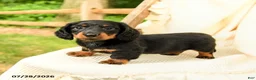 Miniature Dachshund dogs for sale: Danika - Ad 1