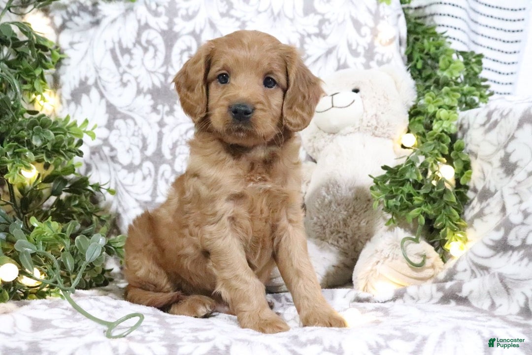 Mini Goldendoodle dogs for sale: Buster - Ad 3