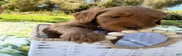 Goldendoodle dogs for sale: Dewey - Ad 3