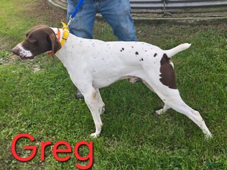 German Shorthaired Pointer dogs German Shorthaired Pointer Puppy 2 - Ad 28