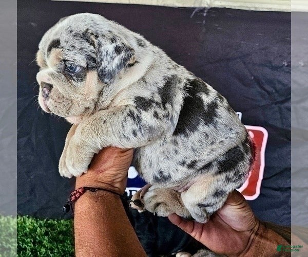 English Bulldog dogs PEBBLES - LILAC TRI MERLE IN LA CA WITH USA DELIVERY - Ad 14