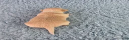 Chihuahua dogs for sale: AKC Russell  - Ad 9