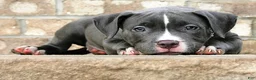 American Bully dogs for sale: "AALIYAH" BLUE NOSE / BLUE EYES - Ad 4