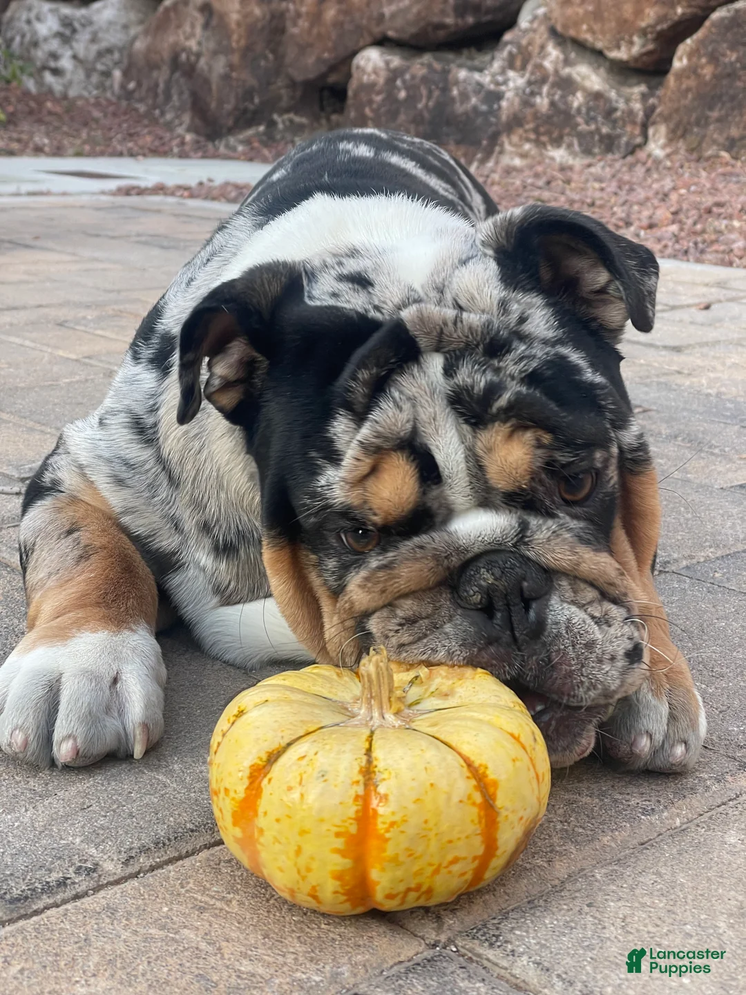 English Bulldog dogs for stud: Diesel - Ad 10