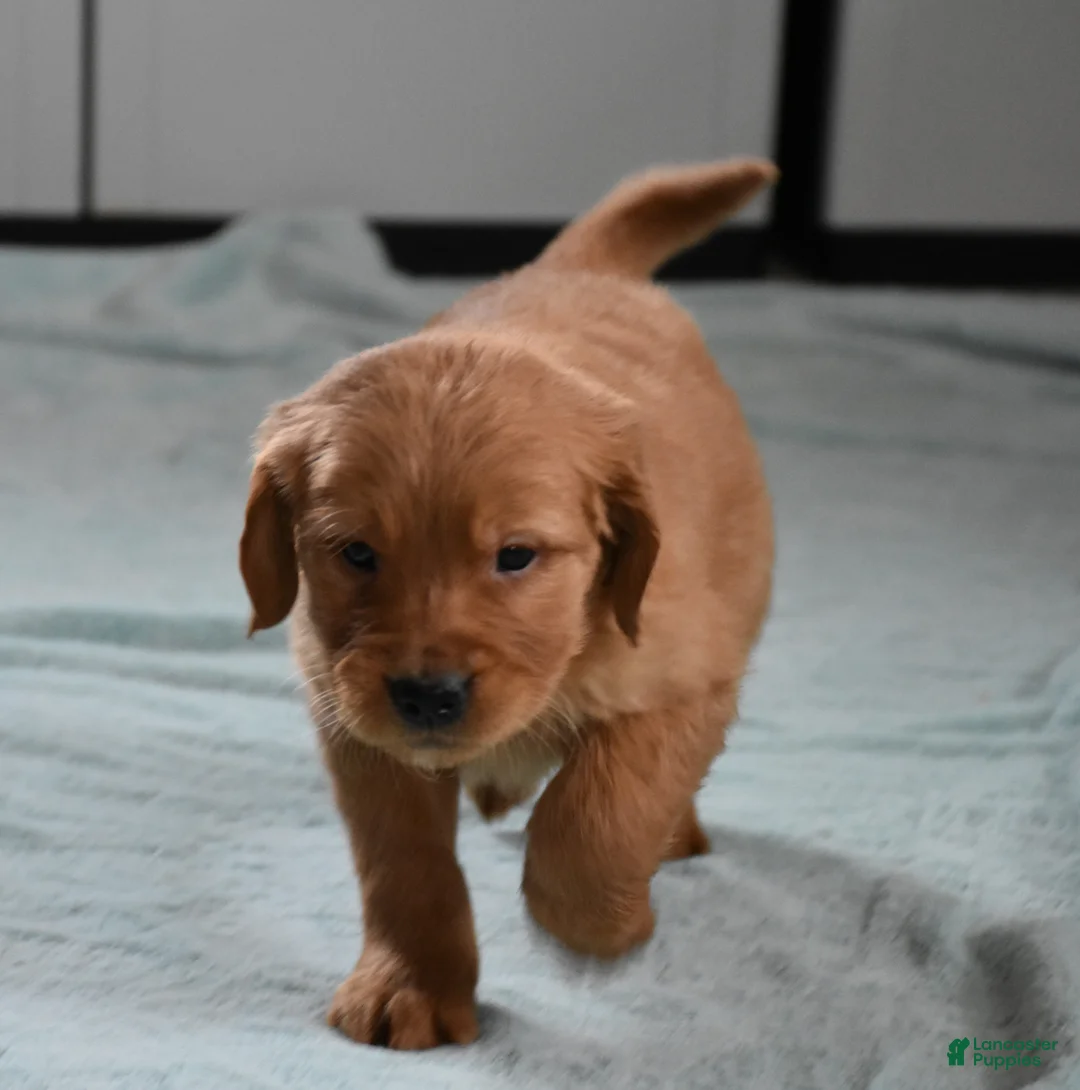 Golden Retriever dogs for sale: Dallas Genetic/OFA - Ad 10