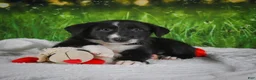 Border Collie dogs for sale: Tyson - Ad 3