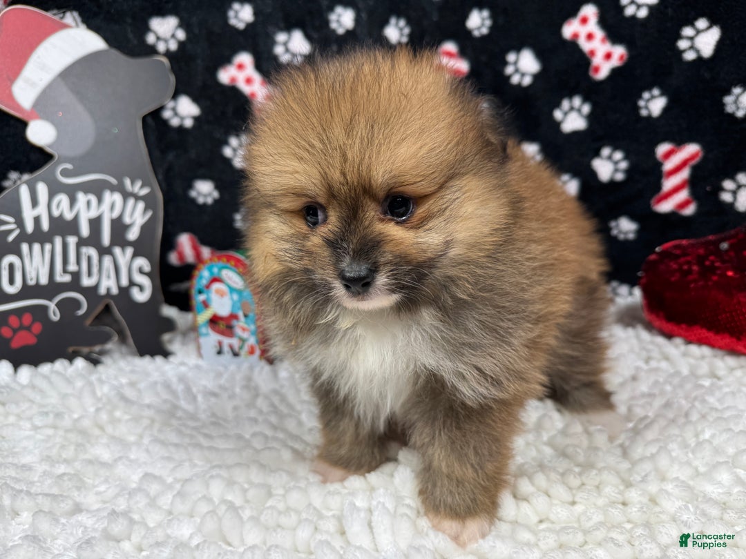 Pomeranian dogs for sale: Pomeranian Puppy 1 - Ad 1