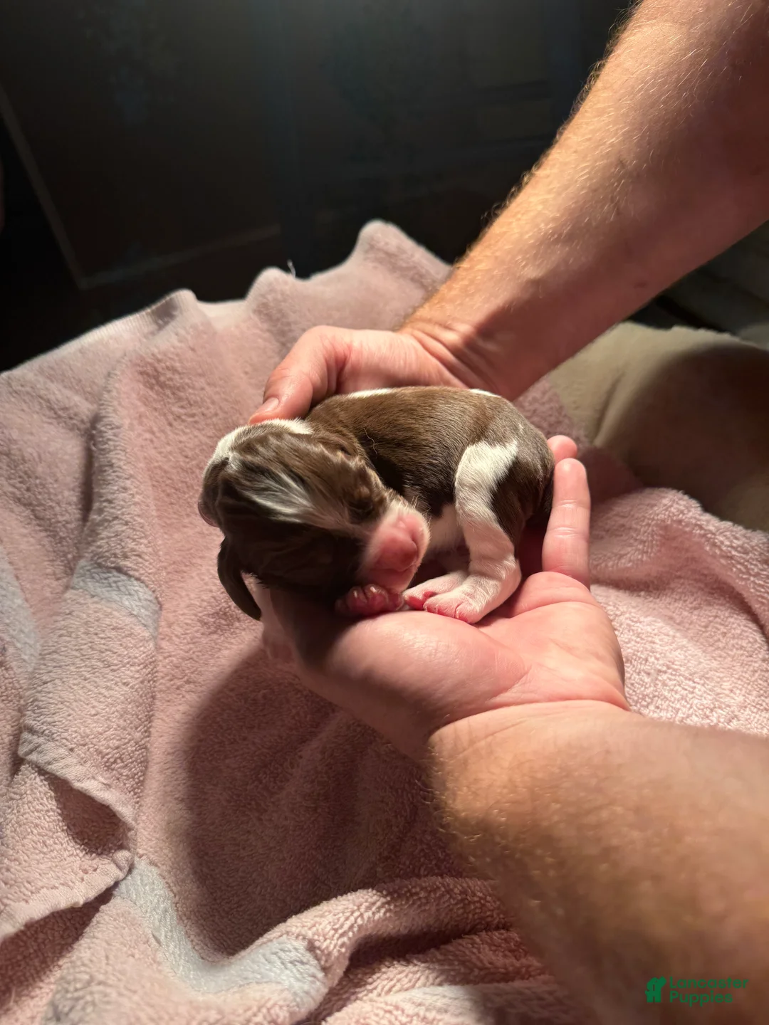 English Springer Spaniel dogs for sale: English Springer Spaniel 5 - Ad 12