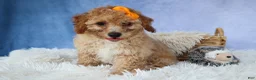 Miniature Poodle dogs for sale: WAYNE - Ad 14