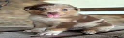 Australian Shepherd dogs for sale: Atlas - Ad 5