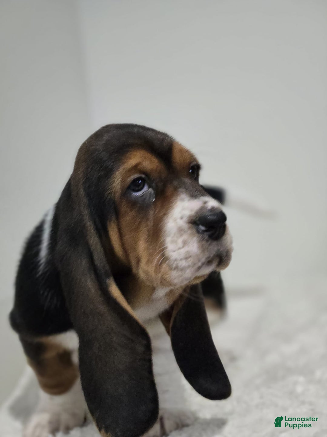 Basset Hound dogs for sale: Brisket  - Ad 3