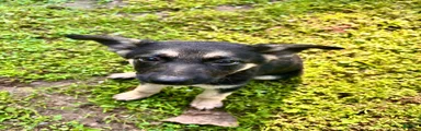 German Shepherd 3