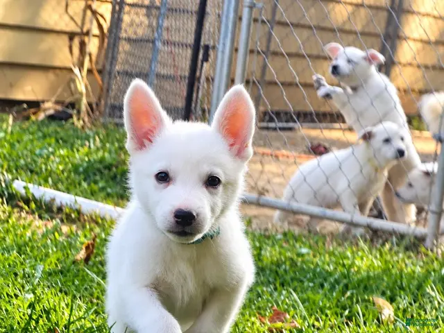 German Shepherd dogs for sale: German Shepherd 5 - Ad 1