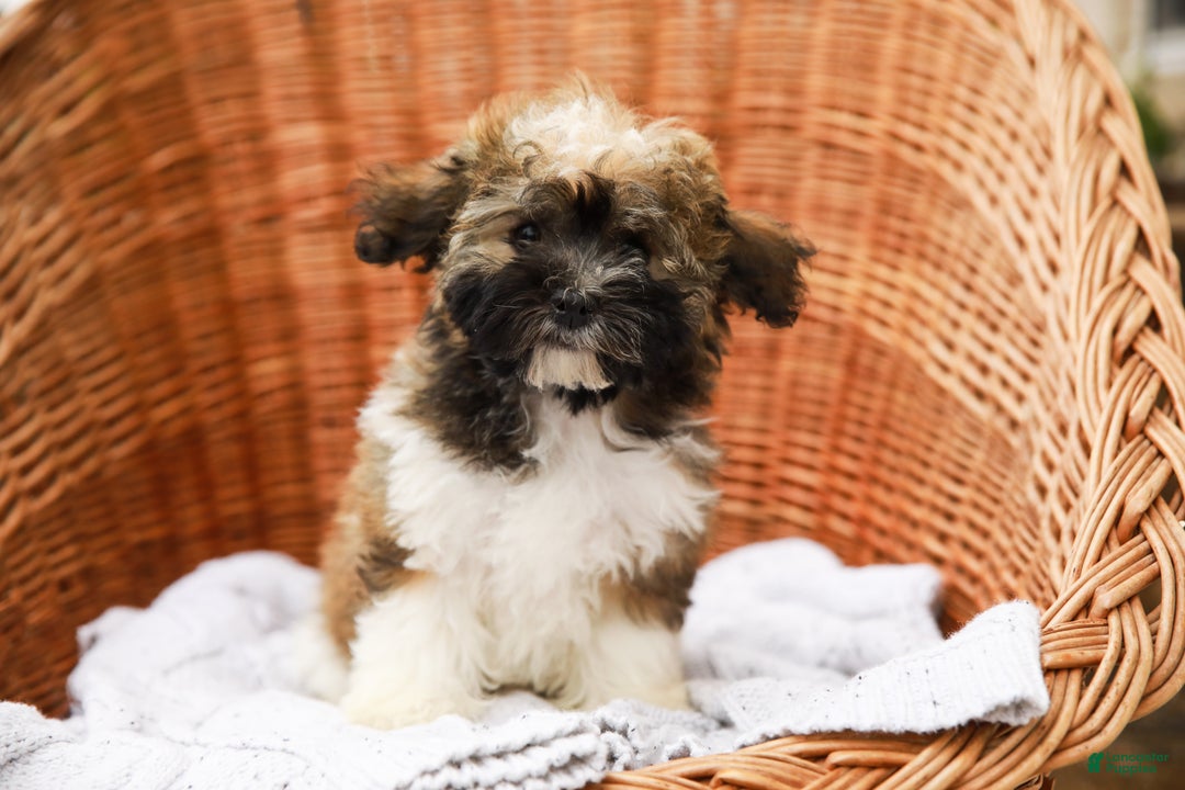 Havanese dogs for sale: Paisley (AKC)  - Ad 2