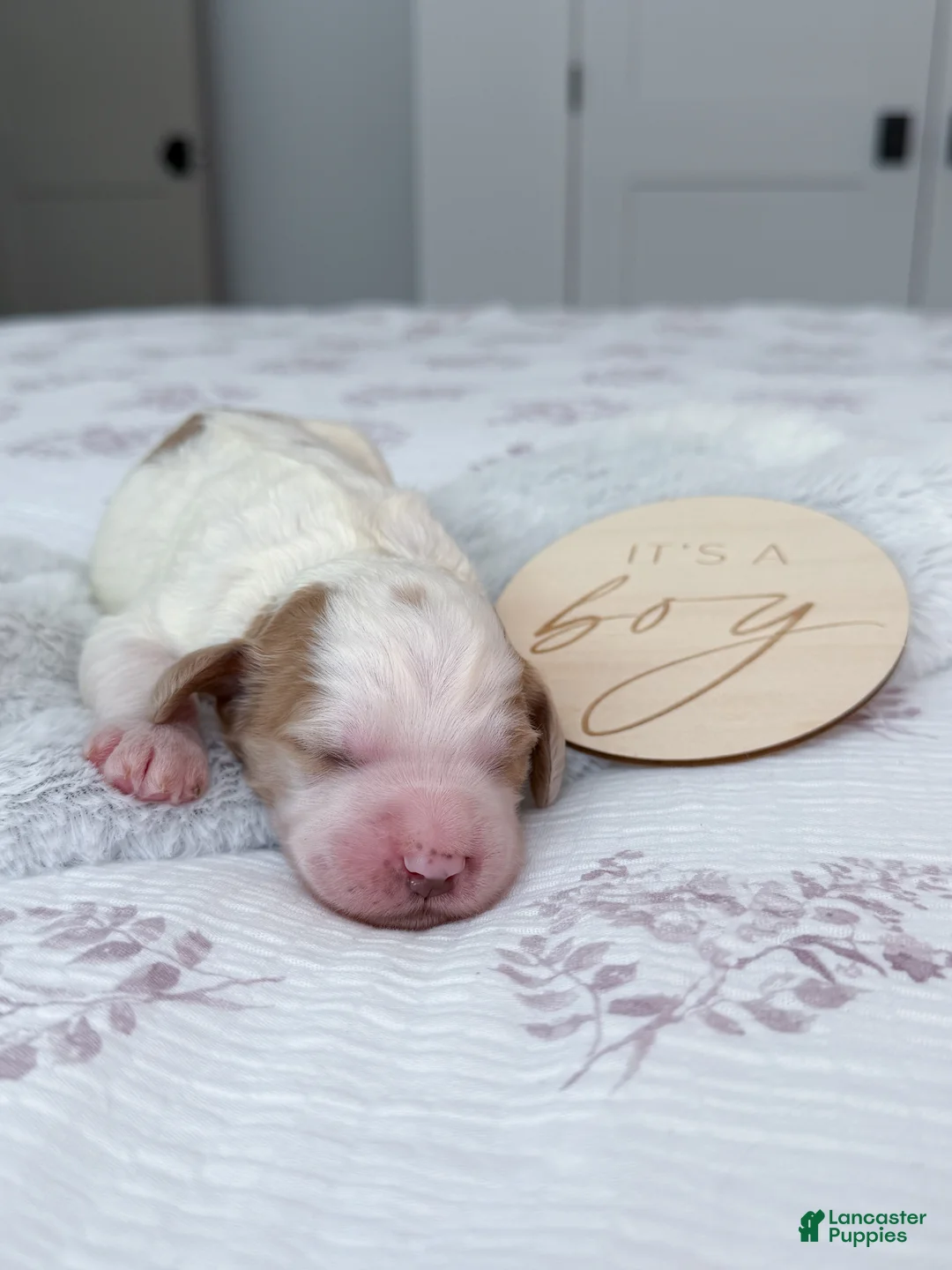 Goldendoodle dogs for sale: Knox - Ad 2