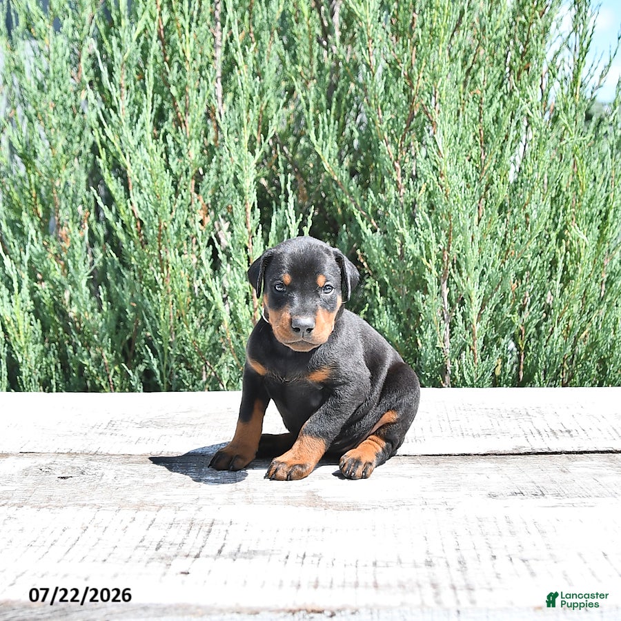 Doberman Pinscher dogs Athena - Ad 2