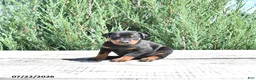 Doberman Pinscher dogs for sale: Athena - Ad 5
