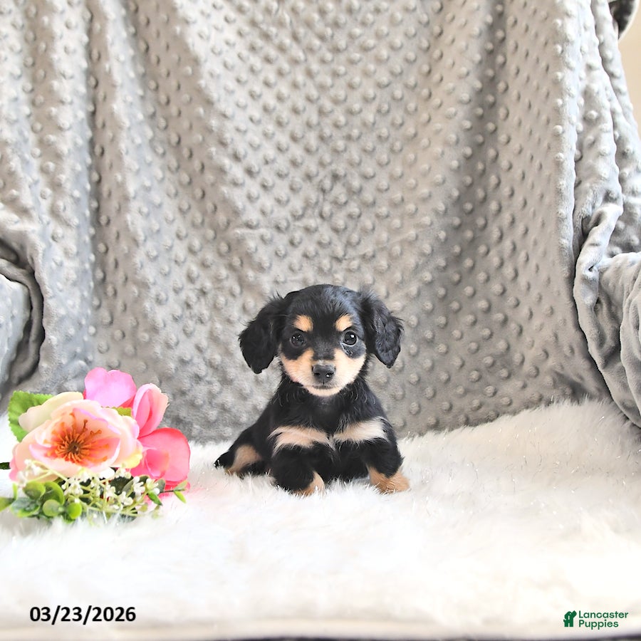 Miniature Dachshund dogs Ashley EXTRA SMALL - Ad 1