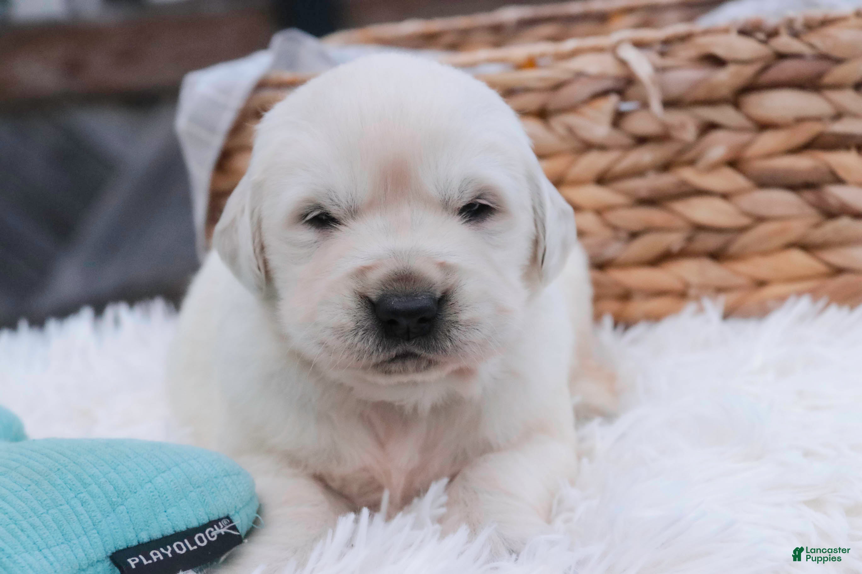 Golden Retriever dogs Remington - Ad 34