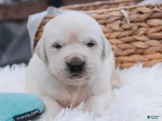 Golden Retriever dogs Remington - Ad 23