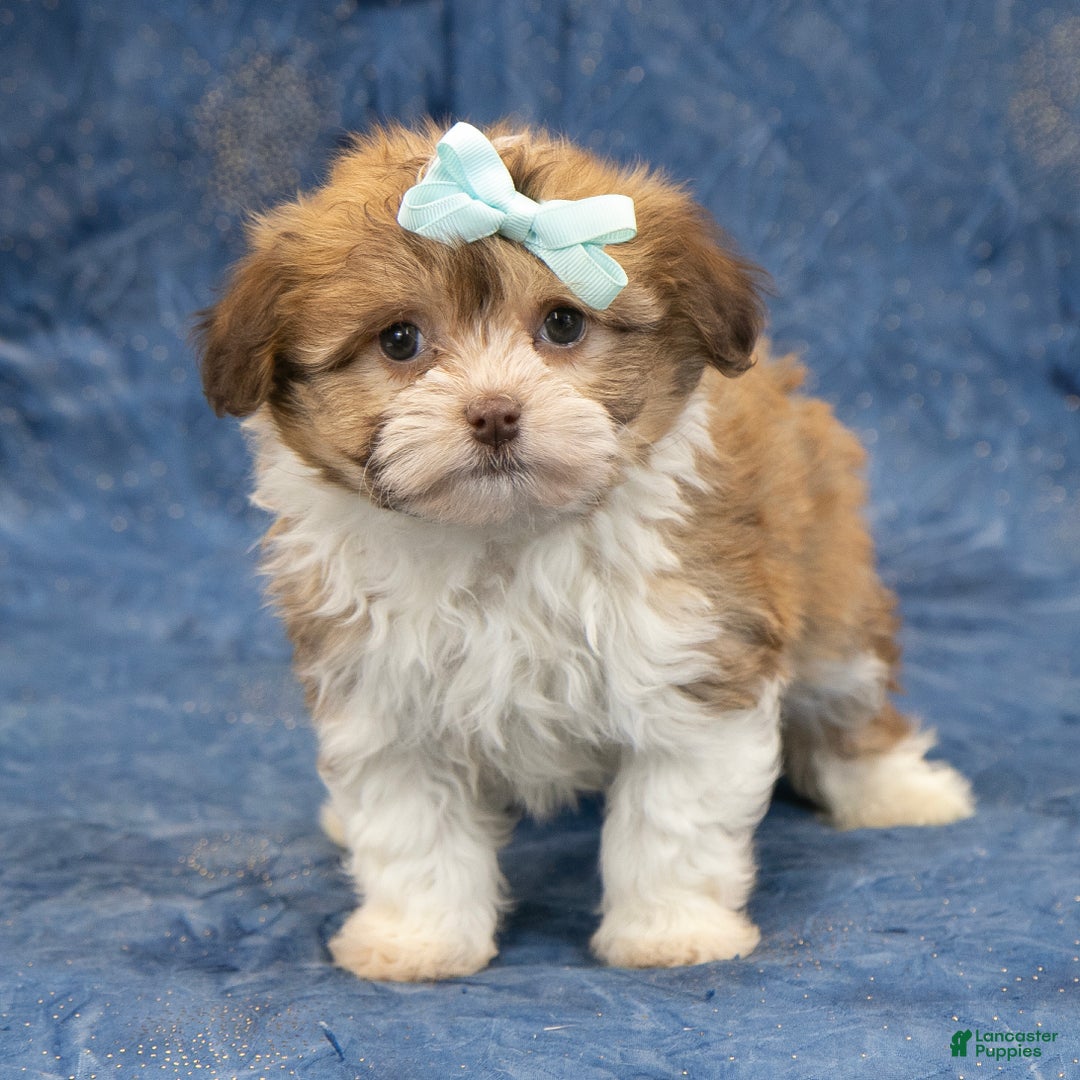 Havanese dogs for sale: Zues - Ad 5