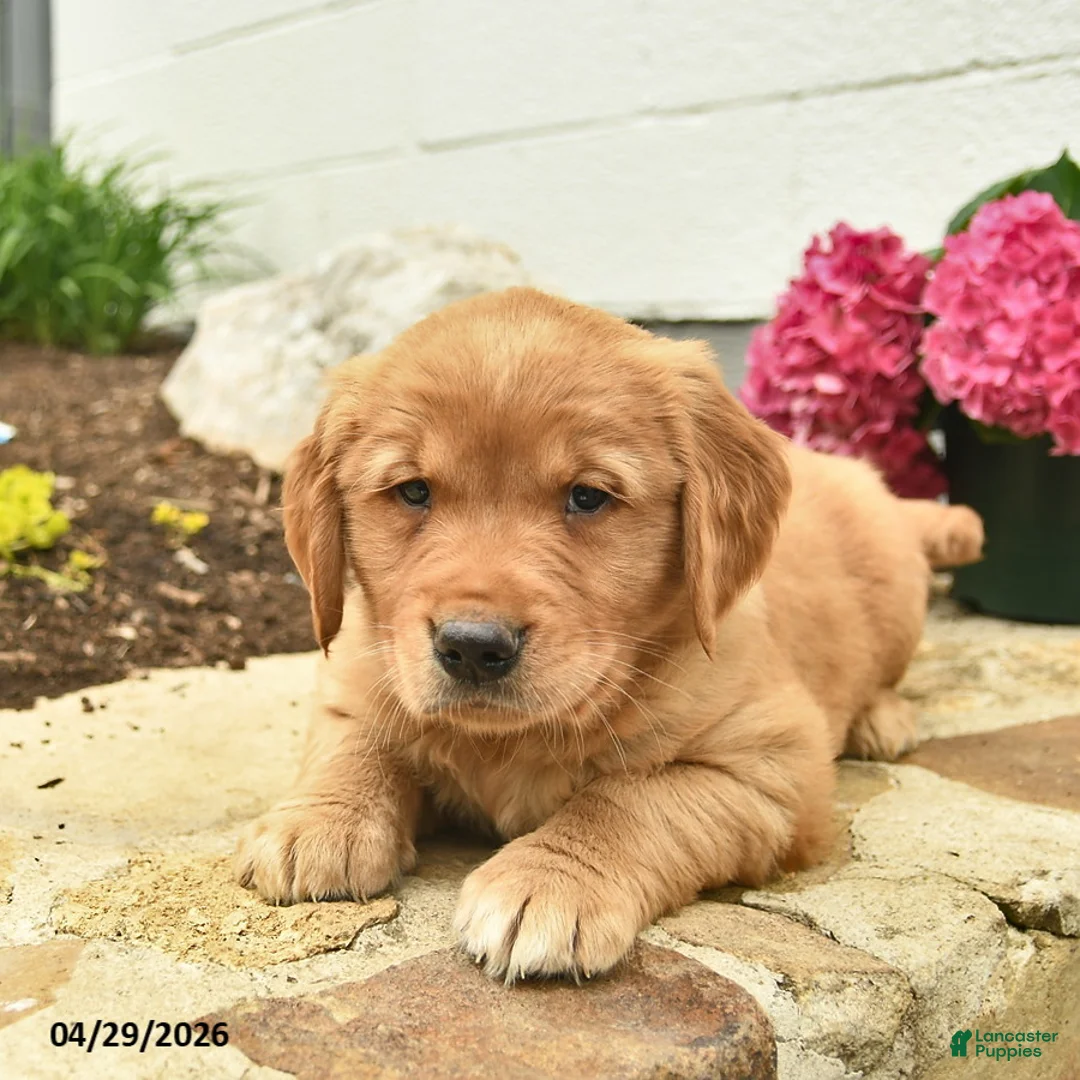 Golden Retriever dogs for sale: Charlie  - Ad 3