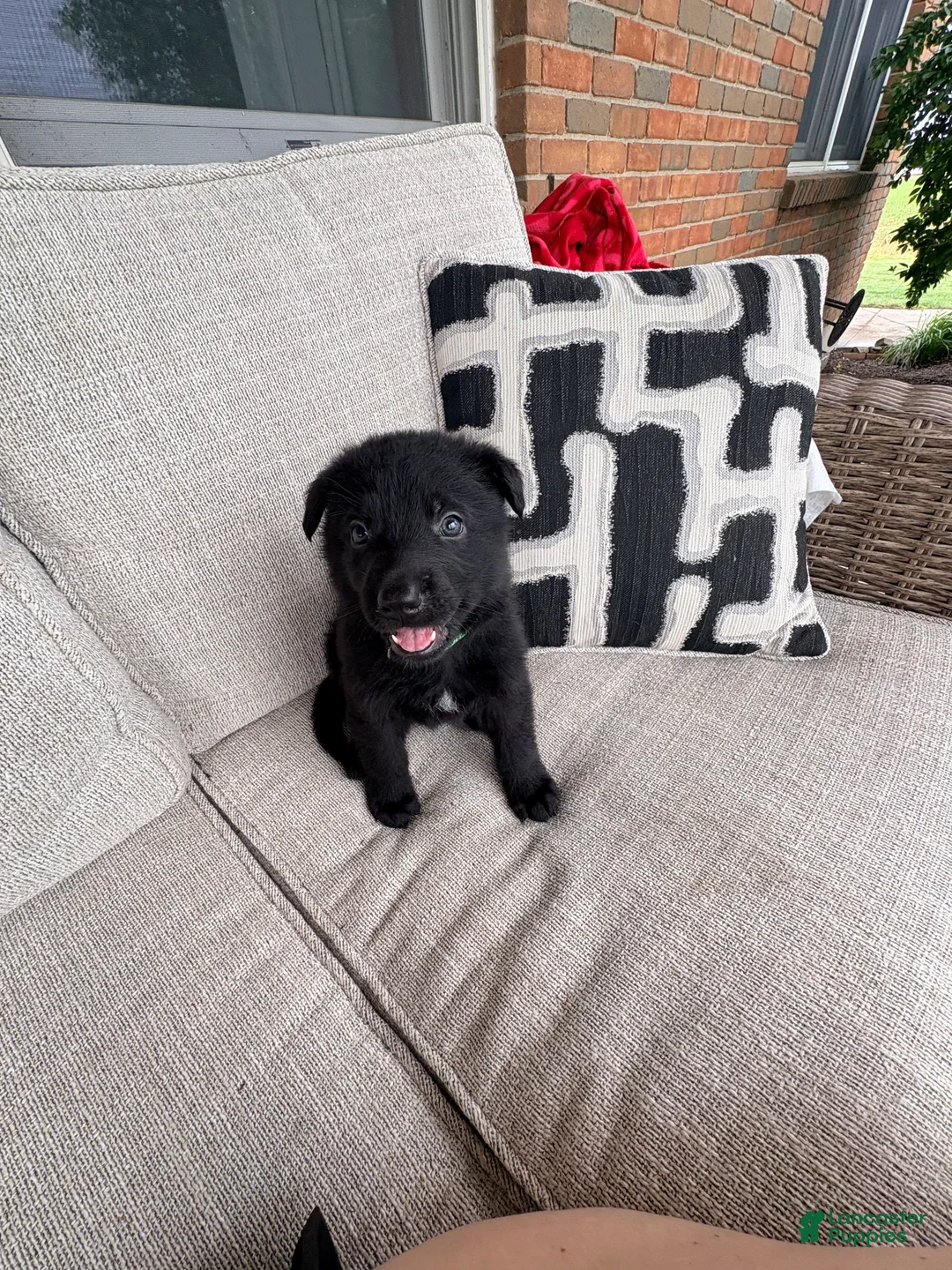 German Shepherd dogs for sale: German Shepherd Puppy 2 - Ad 1