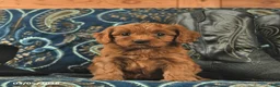 Cavapoo dogs for sale: Tinkerbell  - Ad 3