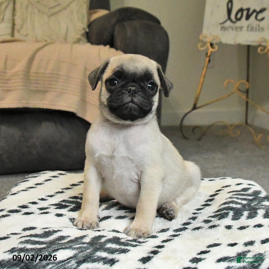 Pug dogs for sale: Popcorn - Ad 1