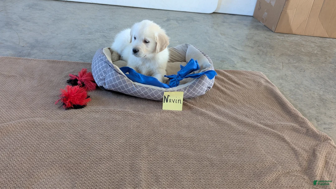 Golden Retriever dogs for sale: Nevin - Ad 1
