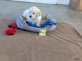 Golden Retriever dogs Nevin - Ad 4