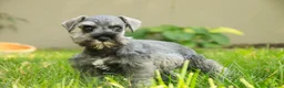 Miniature Schnauzer dogs for sale: Quartz Miniature Schnauzer  - Ad 7
