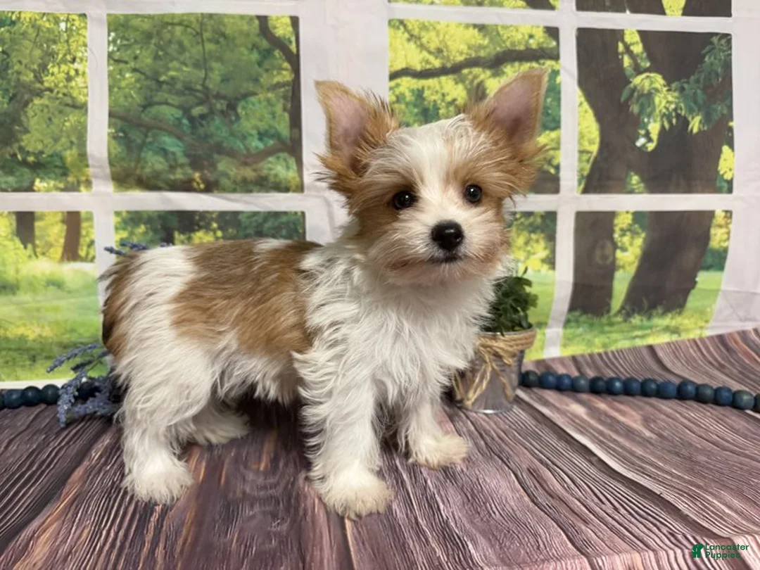Yorkshire Terrier dogs for sale: Brock - Ad 2