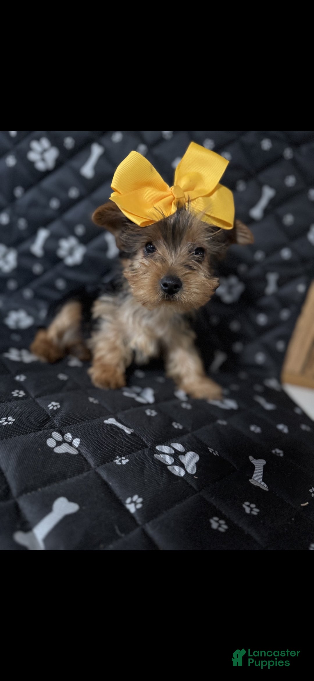 Yorkshire Terrier dogs Yorkshire Terrier Puppy 1 - Ad 4